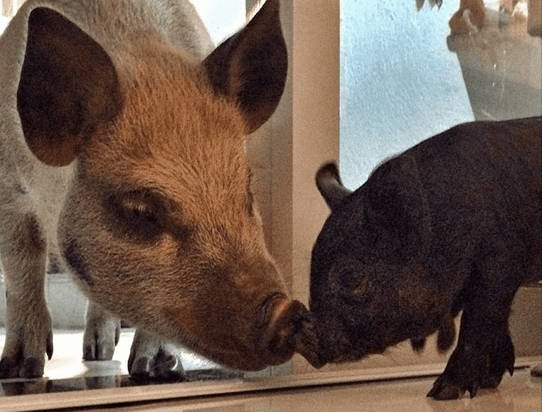 Meet Jamon, The ‘Charming Mini Pig Living The Dream In São Paulo’ Meet Jamon, The ‘Charming Mini Pig Living The Dream In São Paulo’