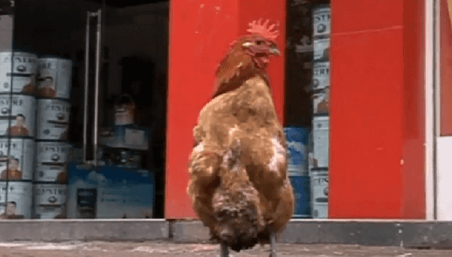 Rooster Who Walks Like A Penguin To Become New Zoo Attraction Rooster Who Walks Like A Penguin To Become New Zoo Attraction