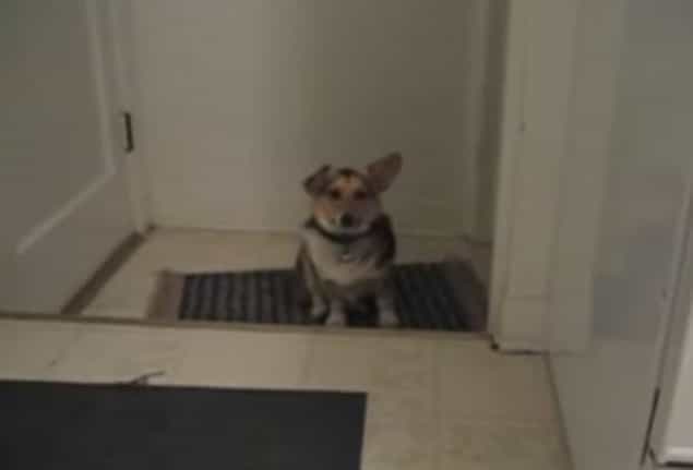 VIDEO: Corgi Only Reacts To Owner’s Beatles Impression VIDEO: Corgi Only Reacts To Owner’s Beatles Impression