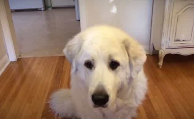 VIDEO: Nana The Dog Learning How To Catch Treats VIDEO: Nana The Dog Learning How To Catch Treats
