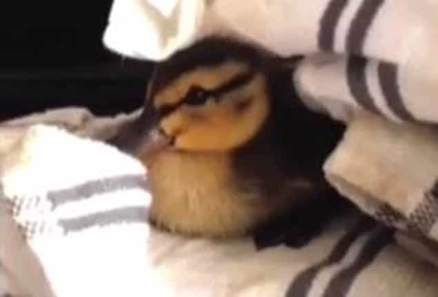 VIDEO: Duckling Reunited With Family After Cat Brings It Home VIDEO: Duckling Reunited With Family After Cat Brings It Home