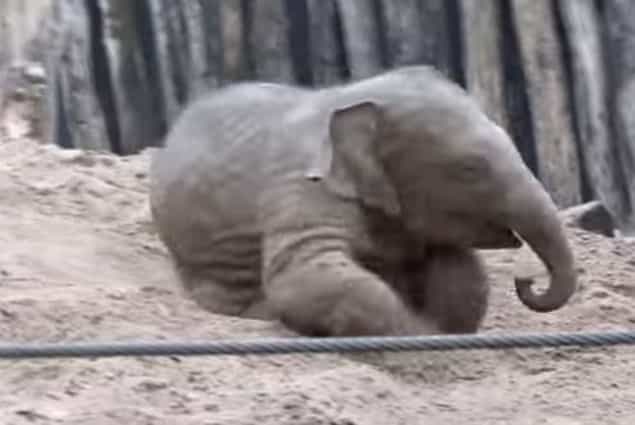 VIDEO: Baby Elephant Just Loves Playing In The Sand VIDEO: Baby Elephant Just Loves Playing In The Sand