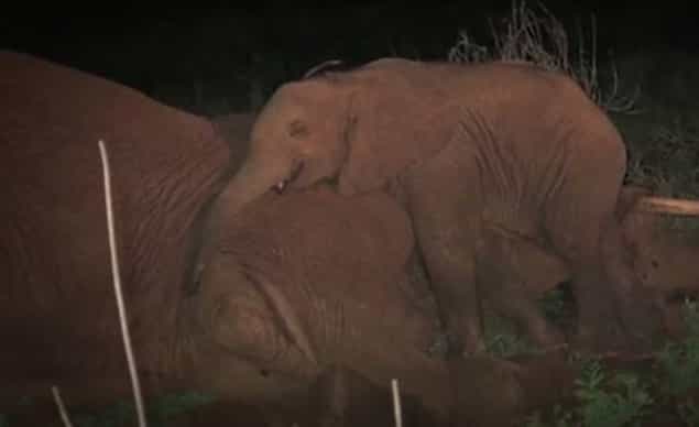 PICTURES: Orphaned Elephant Rescued After Holding Vigil By Mother’s Body PICTURES: Orphaned Elephant Rescued After Holding Vigil By Mother’s Body