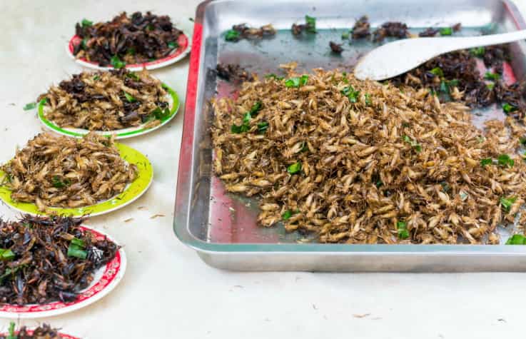 VIDEO: Grub’s Up! Here’s Why We Should All Be Eating Insects VIDEO: Grub’s Up! Here’s Why We Should All Be Eating Insects