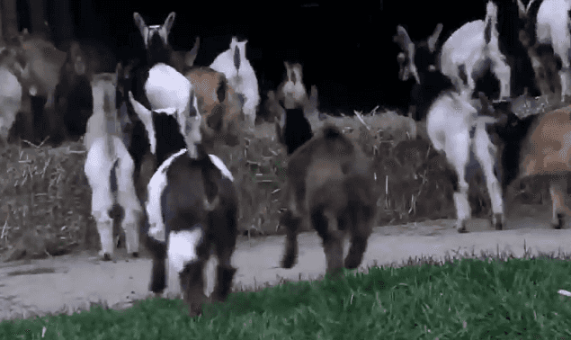 WATCH: This Tribe Of Baby Goats Is The Cutest Thing You’ll See On The Internet Today WATCH: This Tribe Of Baby Goats Is The Cutest Thing You’ll See On The Internet Today