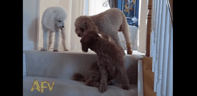 WATCH: Three Puppies, One Jury – One Poodle Can’t Hack the Heat WATCH: Three Puppies, One Jury – One Poodle Can’t Hack the Heat