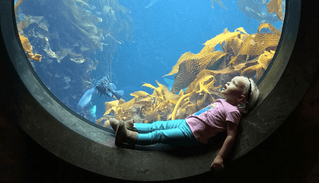 Pic Of The Day: One Little Girl Finds The Best View At The Aquarium Pic Of The Day: One Little Girl Finds The Best View At The Aquarium