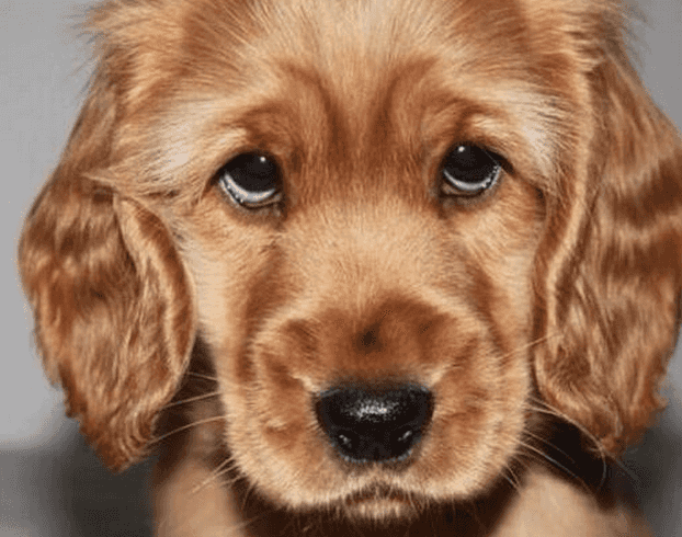 Daily Dose Of Puppies: One Adorable Twitter Account That Is Definitely Worth A Follow Daily Dose Of Puppies: One Adorable Twitter Account That Is Definitely Worth A Follow
