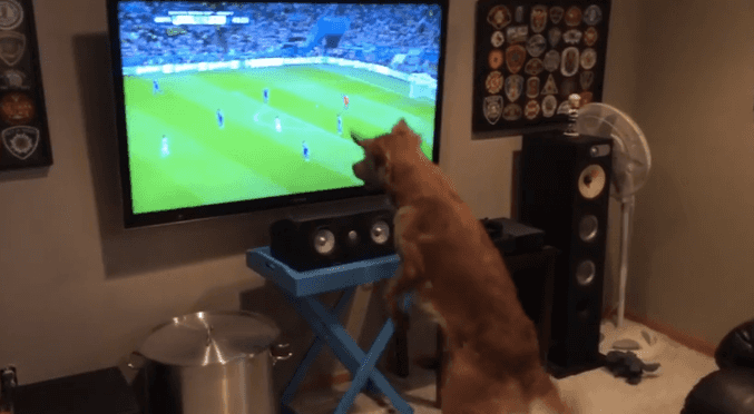 VIDEO: This Dog Enjoys Watching The World Cup More Than You Do VIDEO: This Dog Enjoys Watching The World Cup More Than You Do