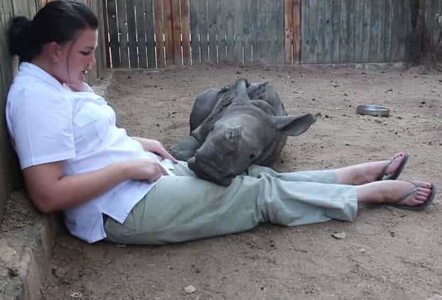 Orphaned Baby Rhino Refuses To Sleep Alone After Seeing Mother Murdered By Poachers Orphaned Baby Rhino Refuses To Sleep Alone After Seeing Mother Murdered By Poachers