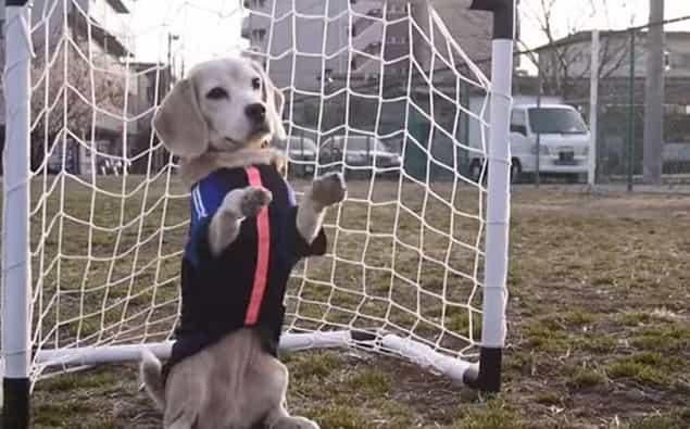 VIDEO: This Cute Beagle Has Some SERIOUS Football Skills VIDEO: This Cute Beagle Has Some SERIOUS Football Skills