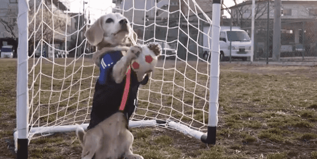 WATCH: This Little Beagle Puppy Knows How To Bend It Like Beckham WATCH: This Little Beagle Puppy Knows How To Bend It Like Beckham