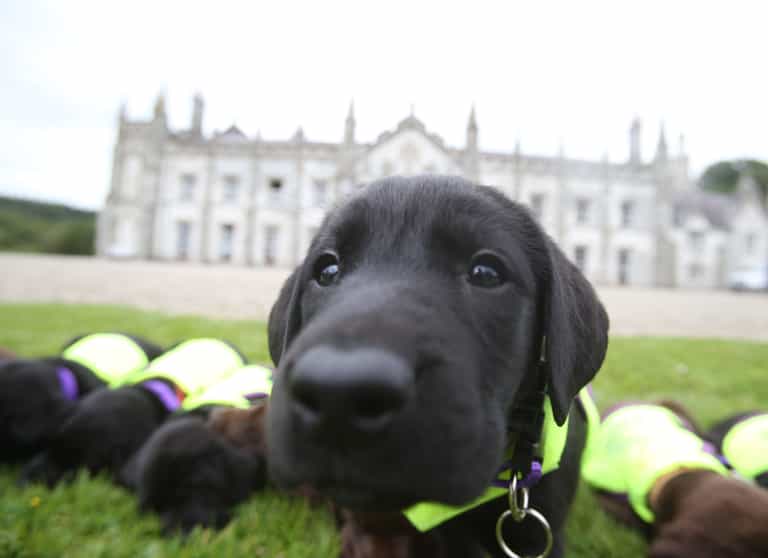 New ‘Smart Collar’ Will Text You To Let You Know If Your Dog Is Sad New ‘Smart Collar’ Will Text You To Let You Know If Your Dog Is Sad