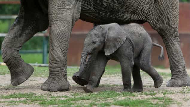 IN PICS: See This Baby Elephant Take Steps For The First Time IN PICS: See This Baby Elephant Take Steps For The First Time