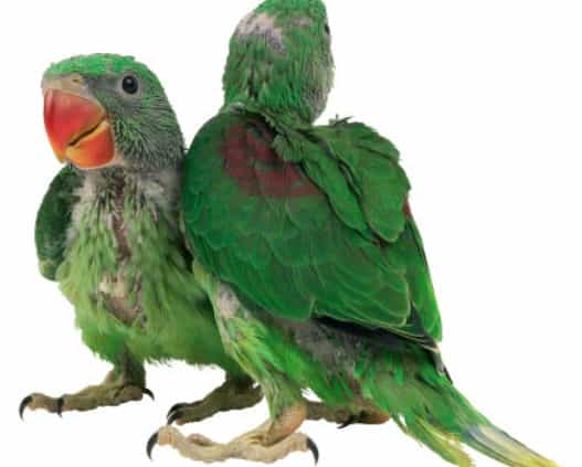That’s A Cracker: Missing Child Stuck In Tree Is Rescued… Oh, And It’s Actually A Parrot That’s A Cracker: Missing Child Stuck In Tree Is Rescued… Oh, And It’s Actually A Parrot