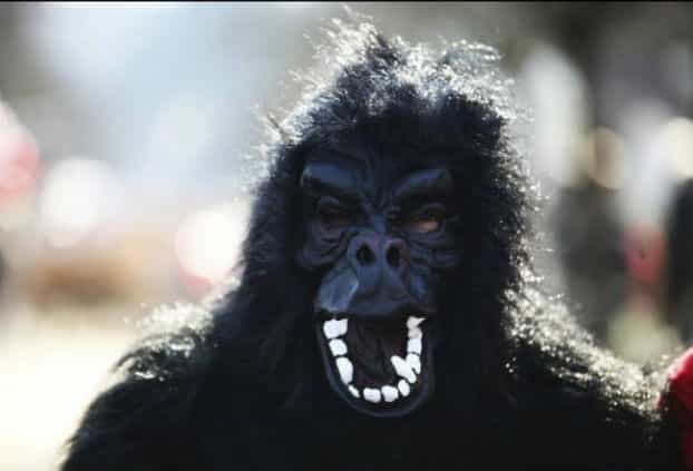 Think You’ve Had a Hard Day at Work? A Zoo Employee Dressed as a Gorilla Got Shot by a Tranquilliser Gun Think You’ve Had a Hard Day at Work? A Zoo Employee Dressed as a Gorilla Got Shot by a Tranquilliser Gun