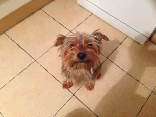 PICTURE: The Cutest Guard Dog You’ll Ever Meet PICTURE: The Cutest Guard Dog You’ll Ever Meet