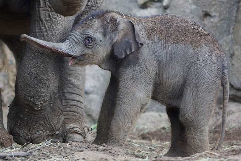It’s a Boy! Dublin Zoo Welcomes a Bull Elephant Calf It’s a Boy! Dublin Zoo Welcomes a Bull Elephant Calf