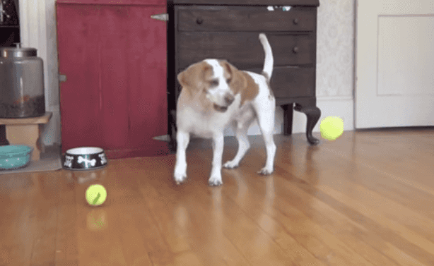 Brilliant! Watch As This Dogs Has The Best. Birthday. Ever. Brilliant! Watch As This Dogs Has The Best. Birthday. Ever.