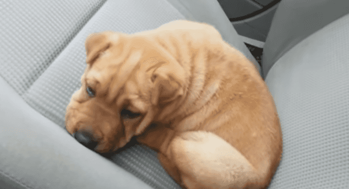 WATCH: This Compilation Of Puppies Hiccupping May Just Melt Your Heart WATCH: This Compilation Of Puppies Hiccupping May Just Melt Your Heart