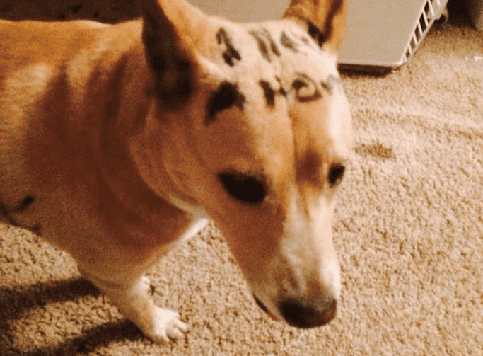 “I Need A Home” – Owner Of Abandoned Dog That Had A “Free” Message Scrawled Across Its Back Comes Forward “I Need A Home” – Owner Of Abandoned Dog That Had A “Free” Message Scrawled Across Its Back Comes Forward