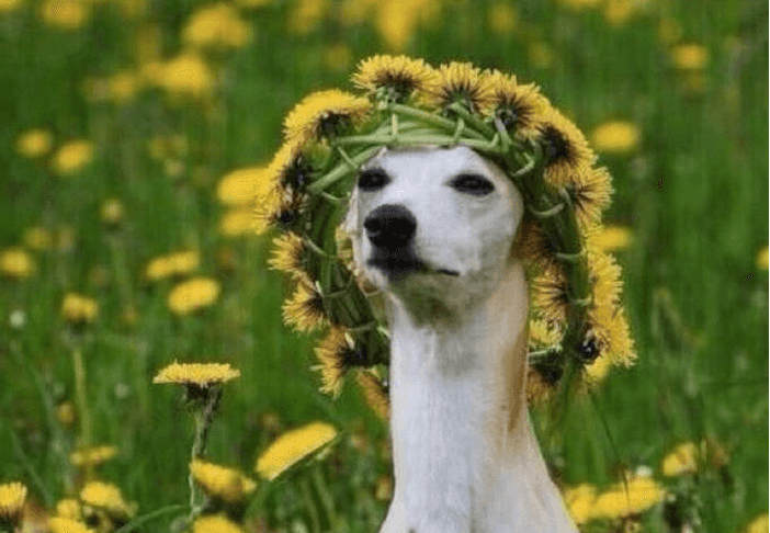 Nine Things You Are Guaranteed To See At An Irish Music Festival Nine Things You Are Guaranteed To See At An Irish Music Festival