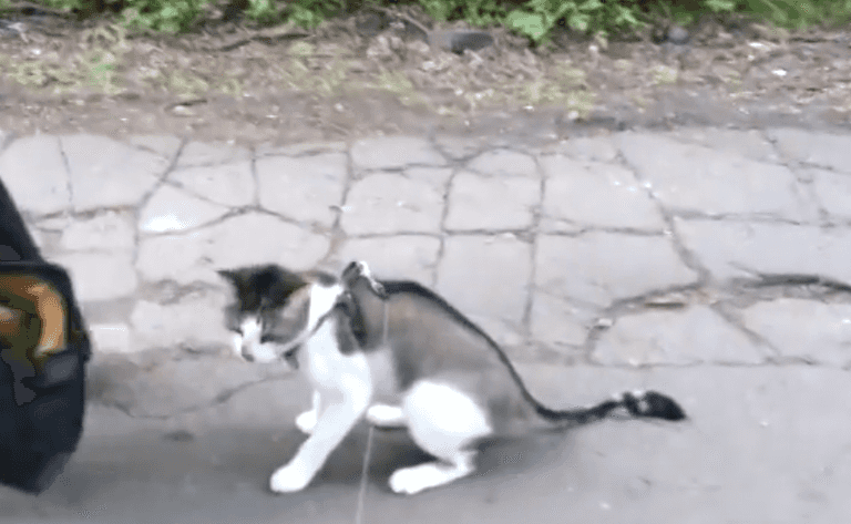 VIDEO: This Poor Cat Has ZERO Time for the Outside World Today VIDEO: This Poor Cat Has ZERO Time for the Outside World Today