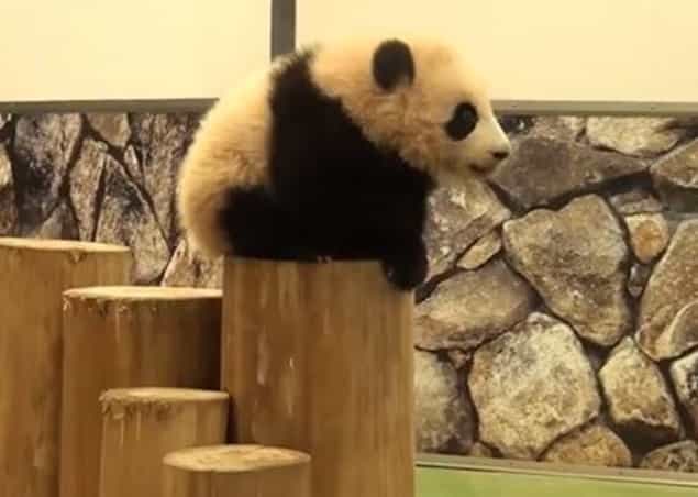 VIDEO: Baby Pandas Falling Over Is The Only Thing You Need To See Today VIDEO: Baby Pandas Falling Over Is The Only Thing You Need To See Today