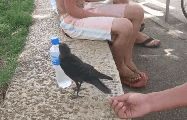 VIDEO: Those Seagulls Could Learn A Thing Or Two… Clever Crow Asks Humans For A Sip Of Water VIDEO: Those Seagulls Could Learn A Thing Or Two… Clever Crow Asks Humans For A Sip Of Water