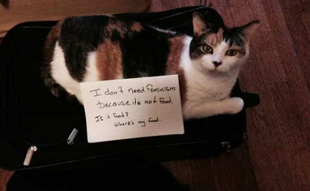 PICS: These Cats Don’t Care About Feminism And They’re Not Afraid To Say So PICS: These Cats Don’t Care About Feminism And They’re Not Afraid To Say So