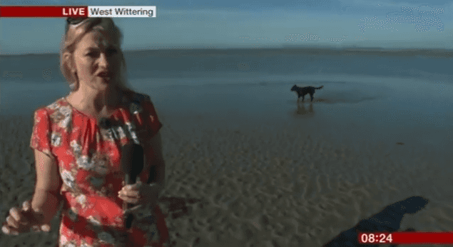 VIDEO: Weather Report Gets A Guest Appearance… From Connie The Squatting Dog VIDEO: Weather Report Gets A Guest Appearance… From Connie The Squatting Dog