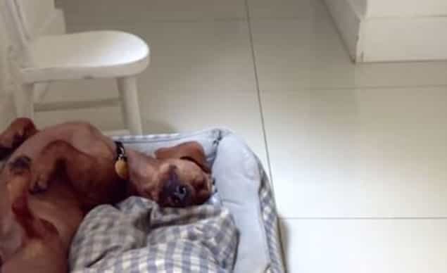 VIDEO: Is This The Happiest Dog In The World? VIDEO: Is This The Happiest Dog In The World?