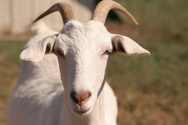 You’ve Goat To Be Kidding: Man Talks To A Herd Of Goats… They Answer Him You’ve Goat To Be Kidding: Man Talks To A Herd Of Goats… They Answer Him