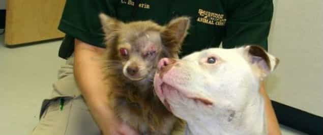 Joanie and Chaci Are Possibly The Cutest (Dog) Couple Ever Joanie and Chaci Are Possibly The Cutest (Dog) Couple Ever