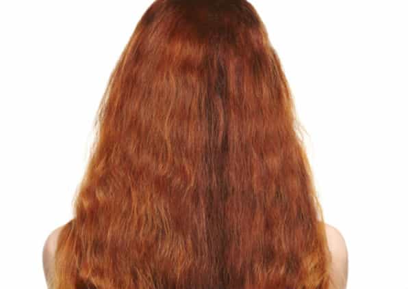 Attention All Red Heads: Did You Know You’re An Endangered Species? Attention All Red Heads: Did You Know You’re An Endangered Species?