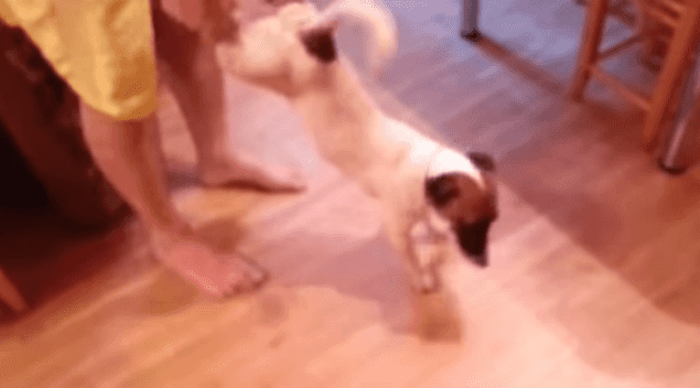 VIDEO: This Dog Thinks He’s A Wind-Up Toy, Continues To Adorably Chase His Own Tail VIDEO: This Dog Thinks He’s A Wind-Up Toy, Continues To Adorably Chase His Own Tail