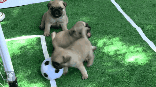 The Greatest Gif Of All Time – World Pup Pugs Tackle Their Own Football Final The Greatest Gif Of All Time – World Pup Pugs Tackle Their Own Football Final