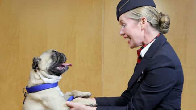 Paws & Relax: British Airways Launch Cats And Dogs In-Flight Animal Channel Paws & Relax: British Airways Launch Cats And Dogs In-Flight Animal Channel