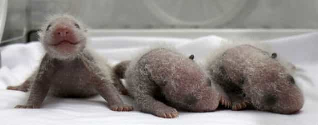 Panda-monium: Meet The New Panda Triplets In China! Panda-monium: Meet The New Panda Triplets In China!