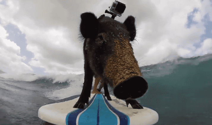 WATCH: Pigs May Not Fly, But They Definitely Surf WATCH: Pigs May Not Fly, But They Definitely Surf