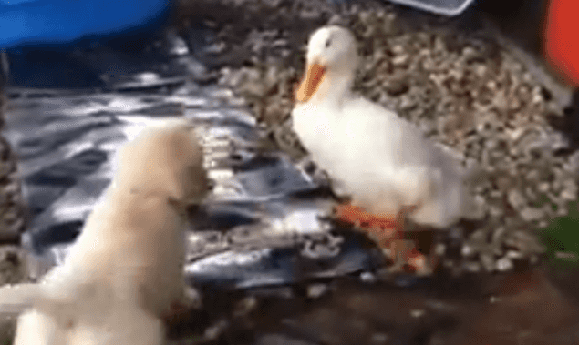 Best Buds! This Duck And Puppy’s Unlikely Friendship Is The Cutest Thing Ever Best Buds! This Duck And Puppy’s Unlikely Friendship Is The Cutest Thing Ever