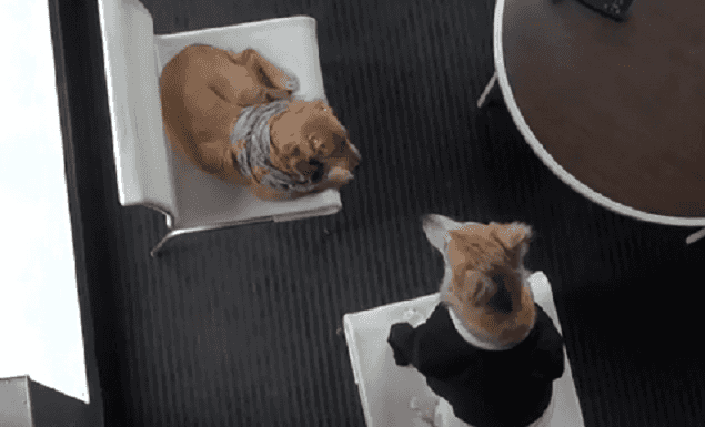 WATCH: The Fifty Shades Of Grey Trailer… Featuring Cute Dogs Instead Of Actors WATCH: The Fifty Shades Of Grey Trailer… Featuring Cute Dogs Instead Of Actors