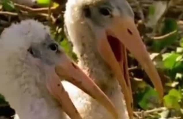 VIDEO: Wildlife Show Gets Dubbed Over And It’s Hilarious VIDEO: Wildlife Show Gets Dubbed Over And It’s Hilarious