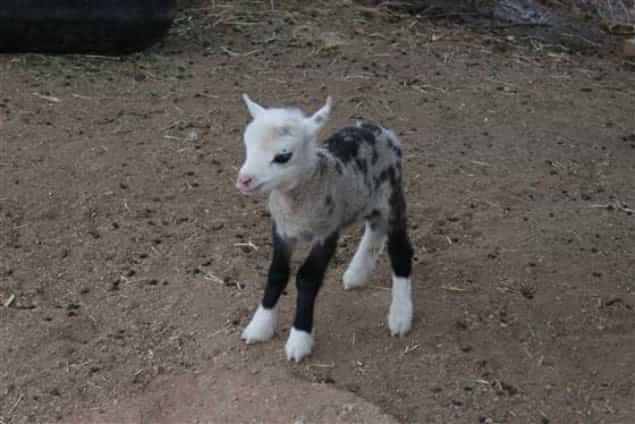 Not A Goat, Not A Sheep – It’s Butterfly, The Geep! Not A Goat, Not A Sheep – It’s Butterfly, The Geep!