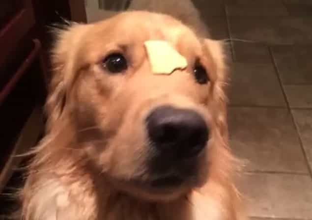 Your Friday Aww… A Cracker Of A Dog Video Your Friday Aww… A Cracker Of A Dog Video