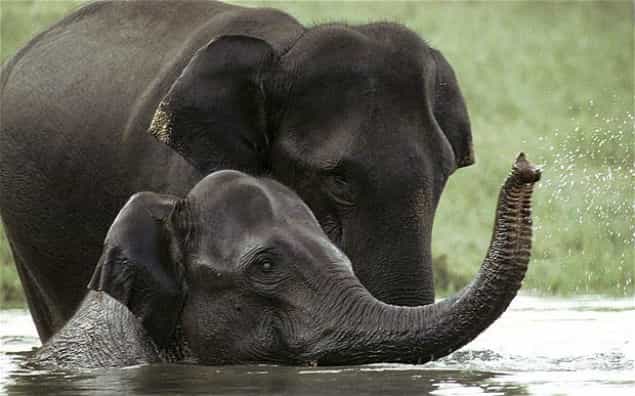 Elephant On 24 Hour Watch As She Tries To Cope With Shock Of Losing Life Long Partner Elephant On 24 Hour Watch As She Tries To Cope With Shock Of Losing Life Long Partner