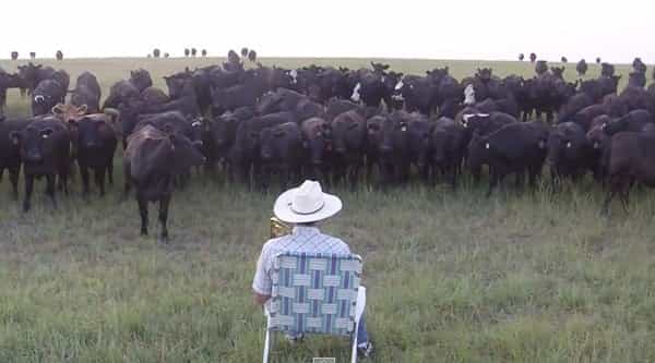 VIDEO: One Mooving Performance From This Farmer Brings On A Stampede Of Cows VIDEO: One Mooving Performance From This Farmer Brings On A Stampede Of Cows