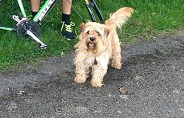 PICTURE: This Dublin Dog’s Amazing Find Has to Be Seen to Be Believed PICTURE: This Dublin Dog’s Amazing Find Has to Be Seen to Be Believed