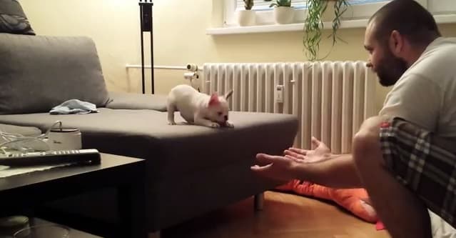 VIDEO: French Bulldog Puppy Makes An Epic Leap… Into His Owner’s Hands VIDEO: French Bulldog Puppy Makes An Epic Leap… Into His Owner’s Hands