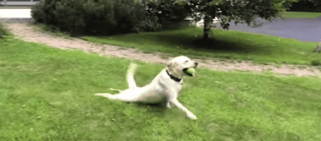 WATCH: This Dog Has A Very Unusual Way Of Playing Fetch… WATCH: This Dog Has A Very Unusual Way Of Playing Fetch…